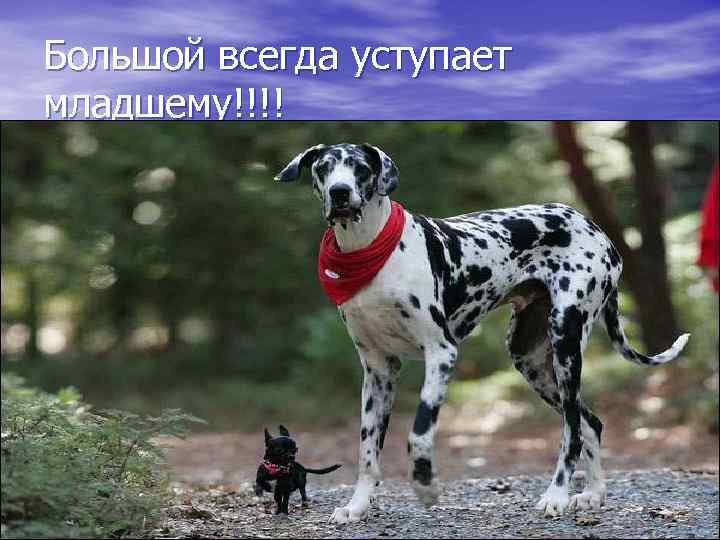 Большой всегда уступает младшему!!!! 