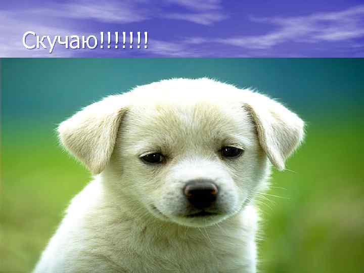 Скучаю!!!!!!! 
