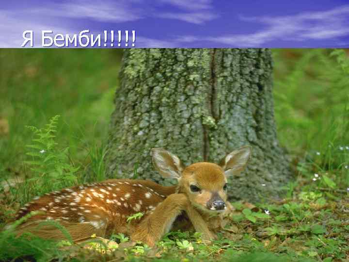 Я Бемби!!!!! 