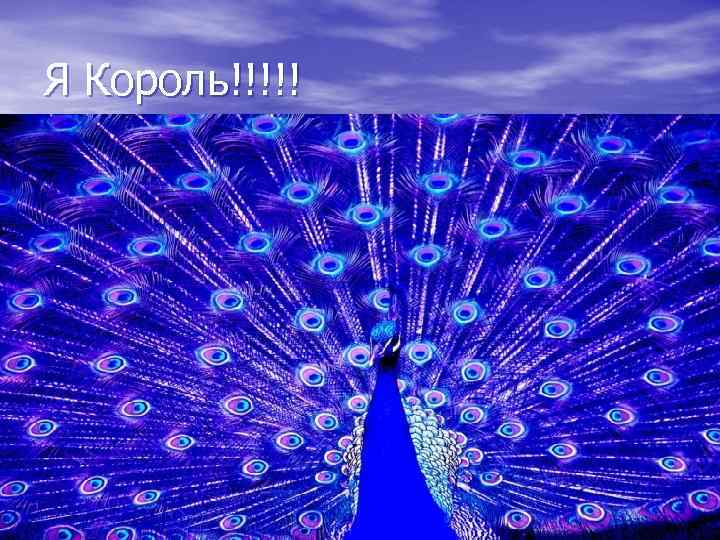 Я Король!!!!! 