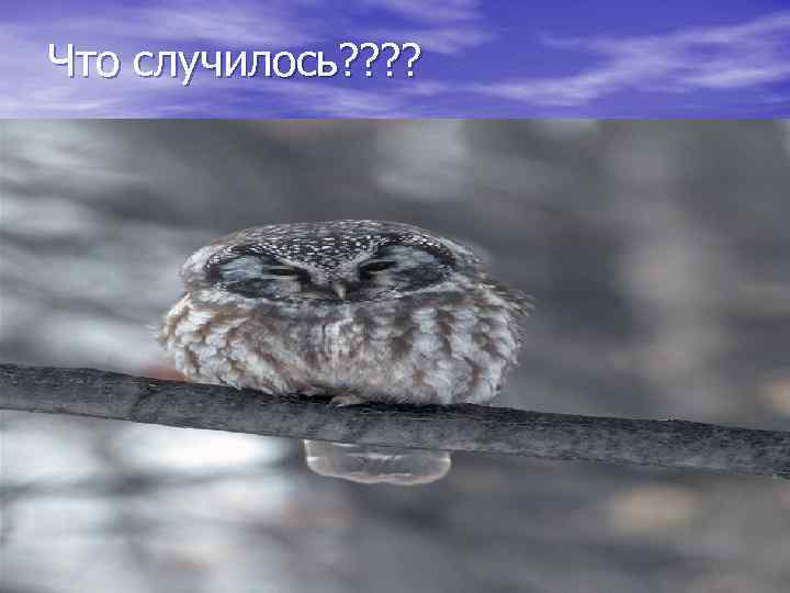 Что случилось? ? 