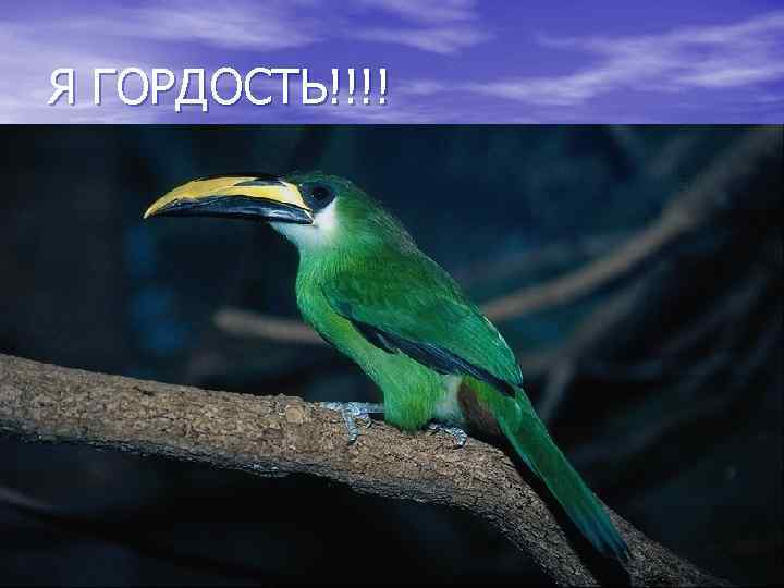 Я ГОРДОСТЬ!!!! 