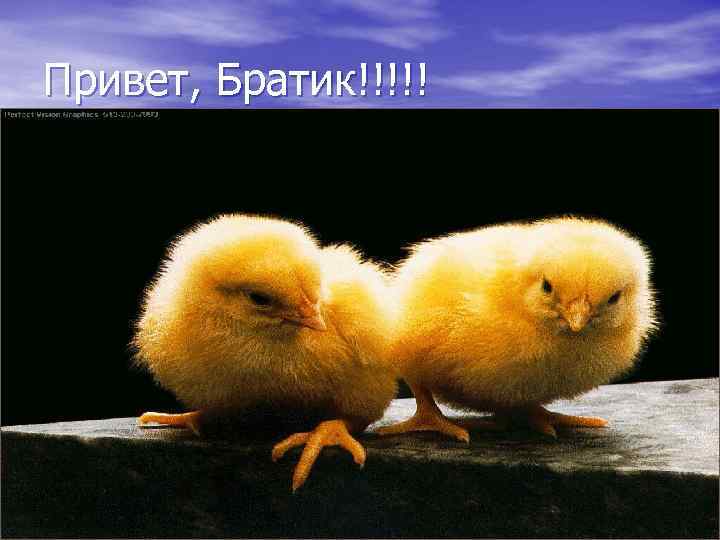 Привет, Братик!!!!! 