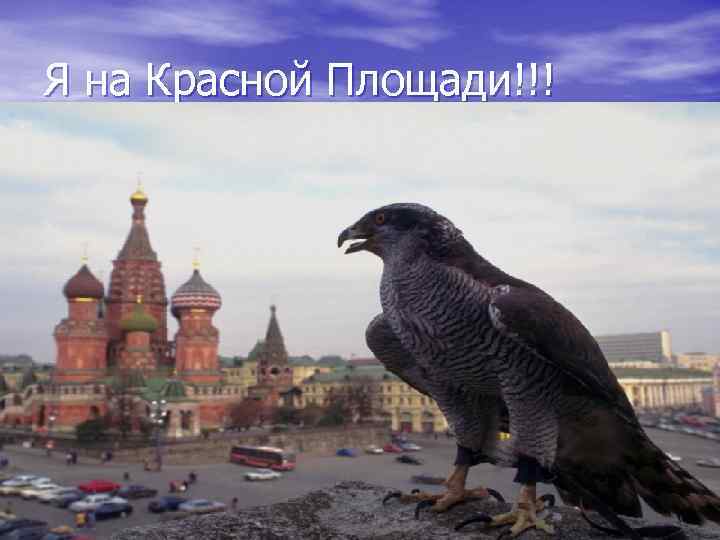 Я на Красной Площади!!! 