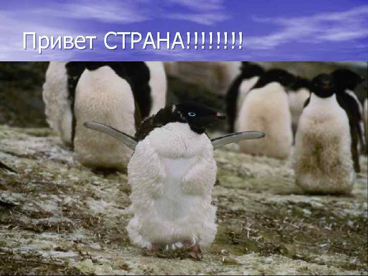 Привет СТРАНА!!!! 