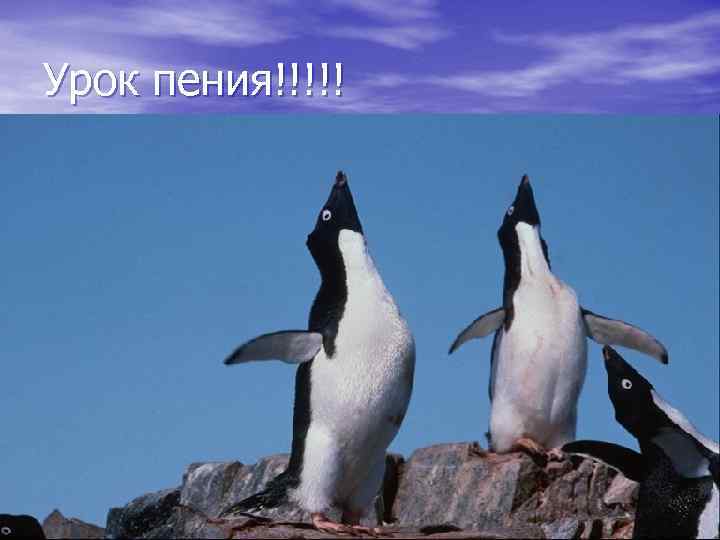 Урок пения!!!!! 