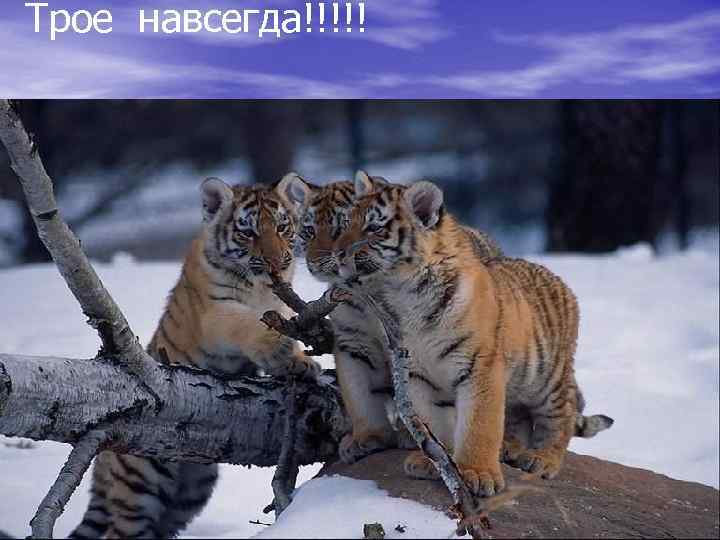 Трое навсегда!!!!! 