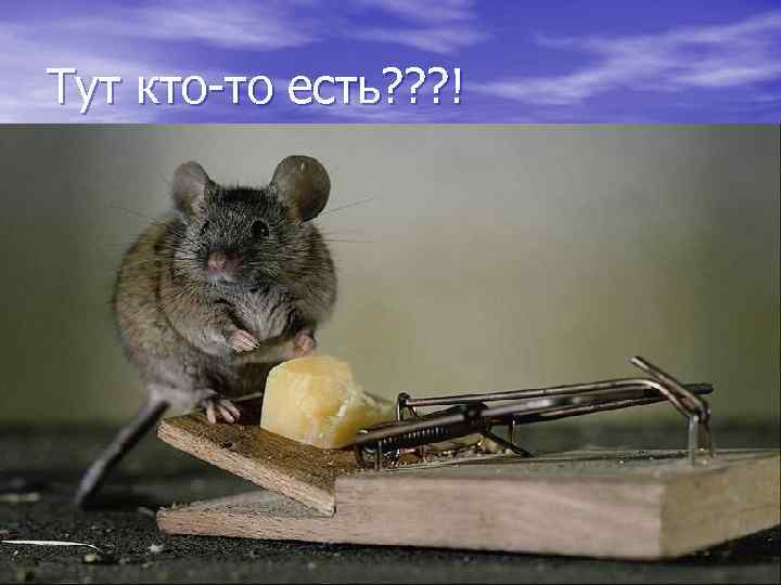 Тут кто-то есть? ? ? ! 