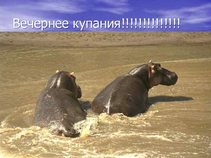 Вечернее купания!!!!!!! 