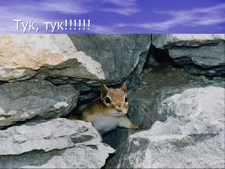 Тук, тук!!!!!! 