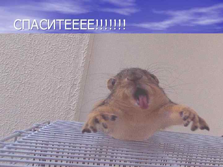 СПАСИТЕЕЕЕ!!!!!!! 