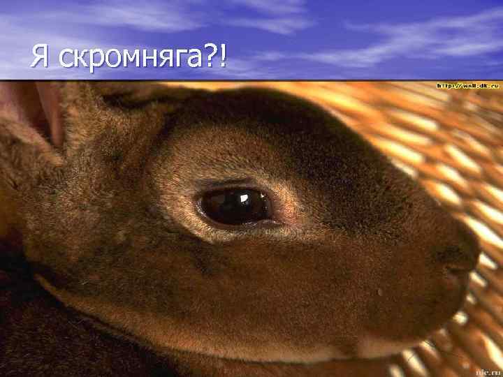 Я скромняга? ! 
