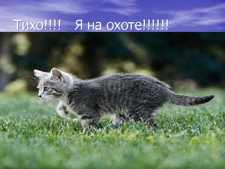 Тихо!!!! Я на охоте!!!!!! 