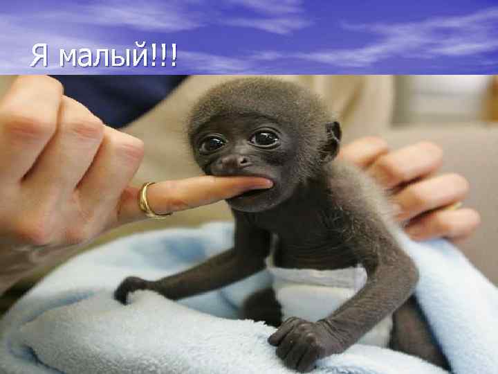 Я малый!!! 