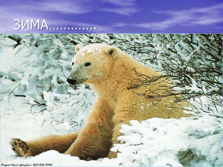 ЗИМА…………. 