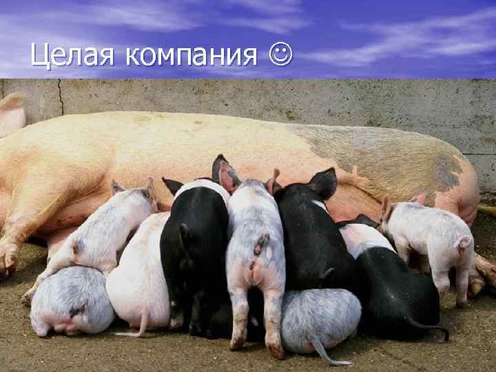 Целая компания 