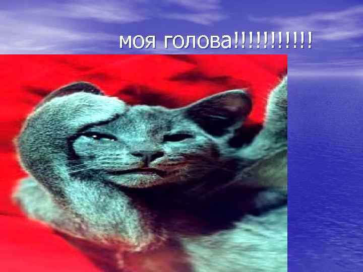моя голова!!!!!! 