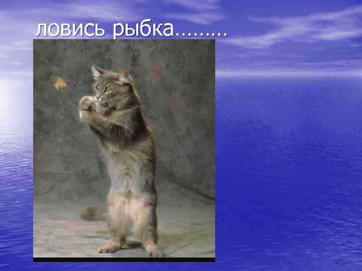 ловись рыбка……… 