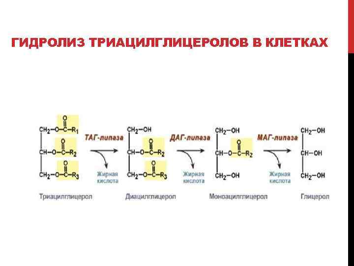 Жиры расщепляются до аминокислот