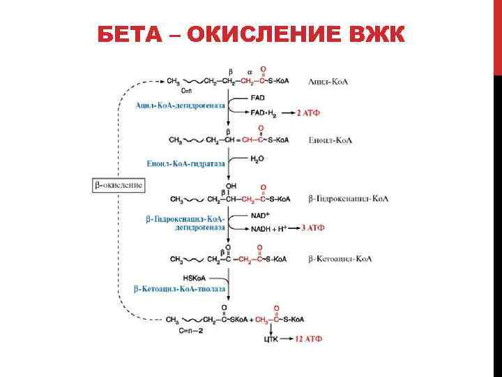 Синтез вжк биохимия схема