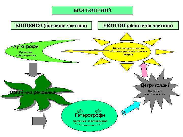 БІОГЕОЦЕНОЗ БІОЦЕНОЗ (біотична частина) ЕКОТОП (абіотична частина) Аутотрофи Хімічні сполуки довкілля абіотична речовина, сонячна