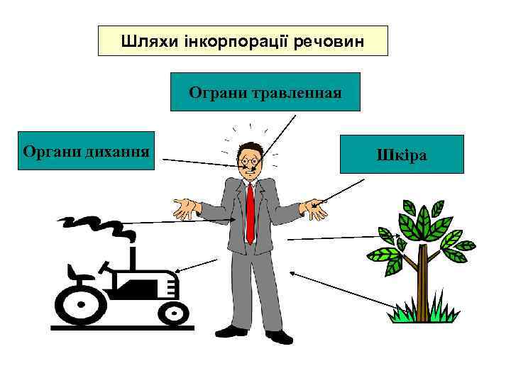 Шляхи інкорпорації речовин Ограни травленная Органи дихання Шкіра 