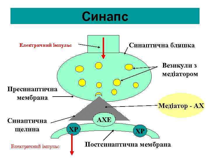 Синапс Синаптична бляшка Електричний імпульс Везикули з медіатором Пресинаптична мембрана Медіатор - АХ Синаптична