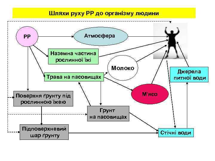 Шляхи руху РР до організму людини Атмосфера РР Наземна частина рослинної їжі Молоко Джерела