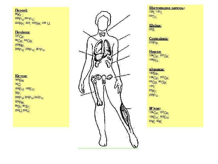 Легені: 85 Kr ; 238 Pu, 239 Pu; 222 Rn; 233; 133 Xe; 235