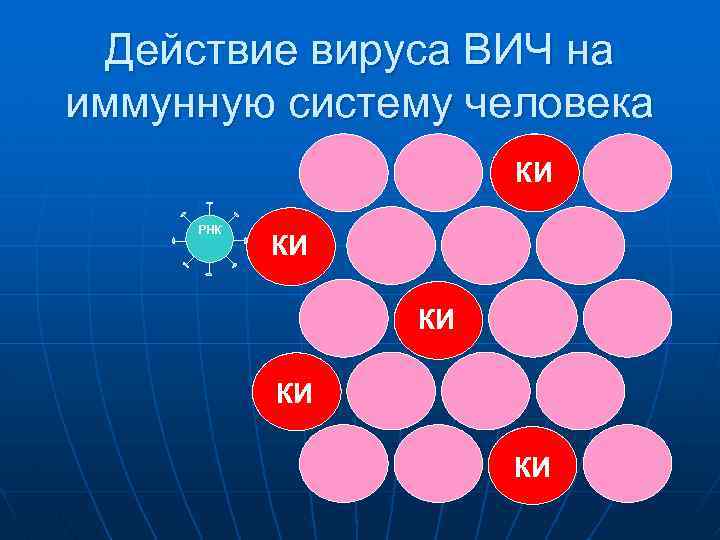 Действие вируса ВИЧ на иммунную систему человека КИ РНК КИ КИ 