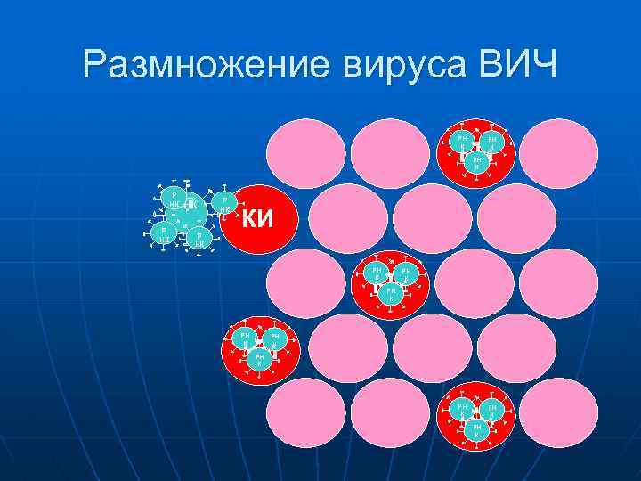 Размножение вируса ВИЧ РН К КИ РН К Р НК Р НК КИ РН