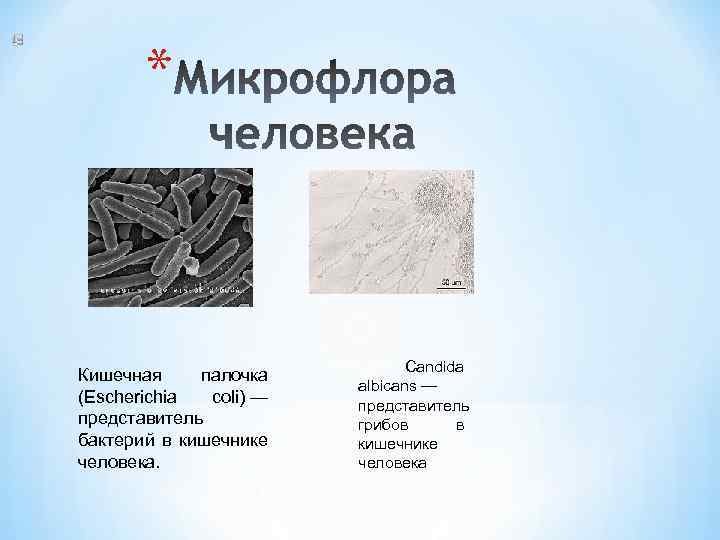 * Кишечная палочка (Escherichia coli) — представитель бактерий в кишечнике человека. Candida albicans —
