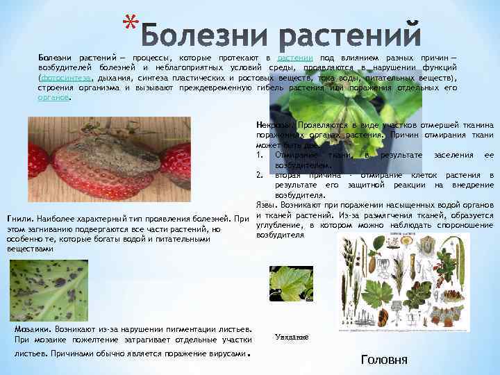 * Болезни растений — процессы, которые протекают в растении под влиянием разных причин —