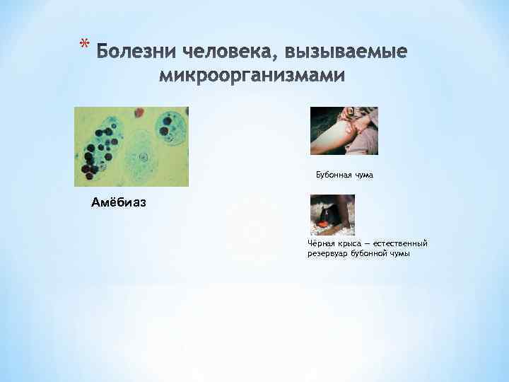 * Бубонная чума Амёбиаз Чёрная крыса — естественный резервуар бубонной чумы 