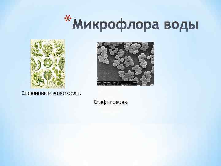 Микрофлора воды презентация