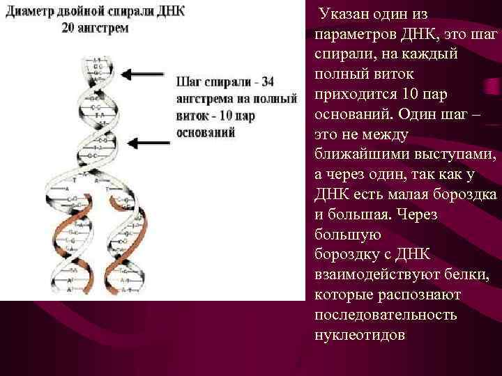 Синтез днк и рнк