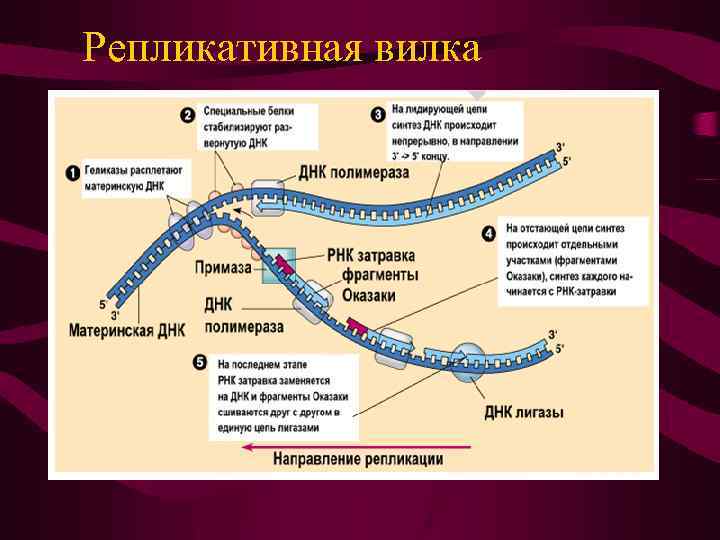 Синтез днк схема