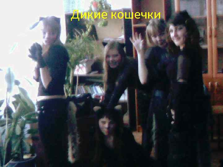 Дикие кошечки 