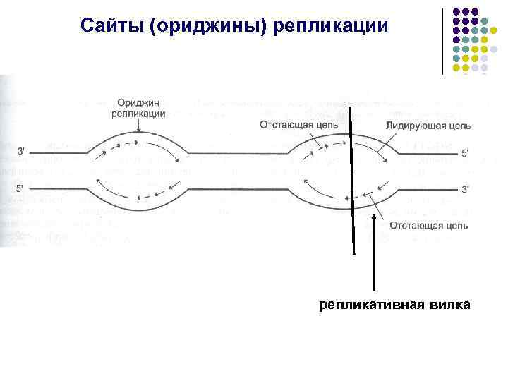 Сайты (ориджины) репликации репликативная вилка 