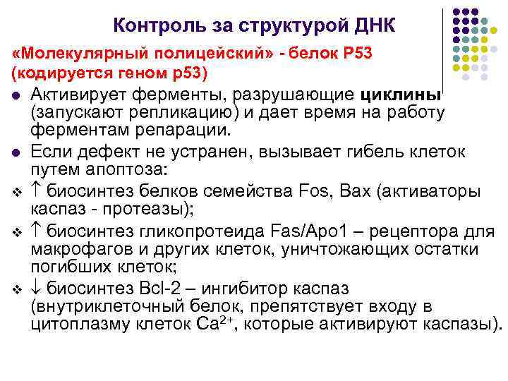 Контроль за структурой ДНК «Молекулярный полицейский» - белок Р 53 (кодируется геном p 53)
