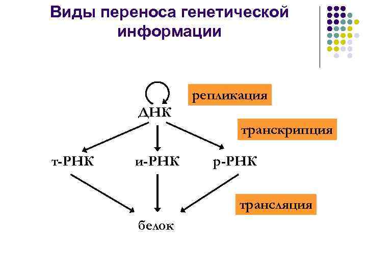 Схема переноса генетической информации в клетке