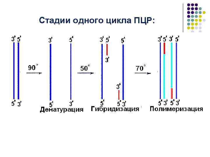 Стадии одного цикла ПЦР: 