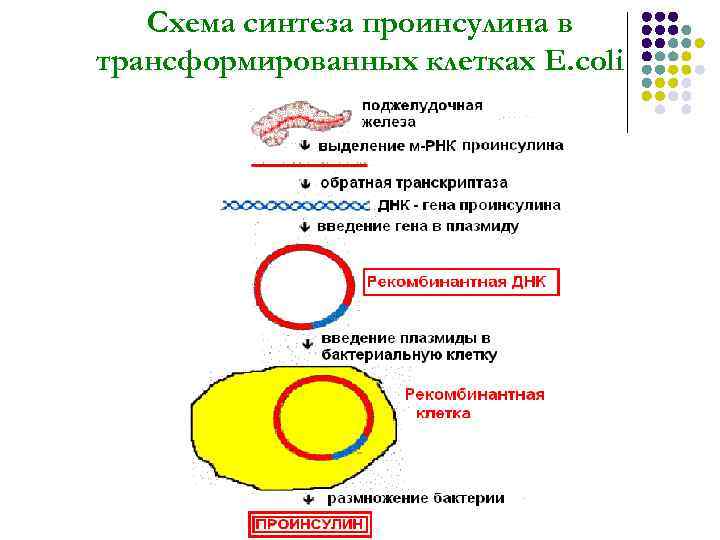 Схема синтеза проинсулина в трансформированных клетках E. сoli 