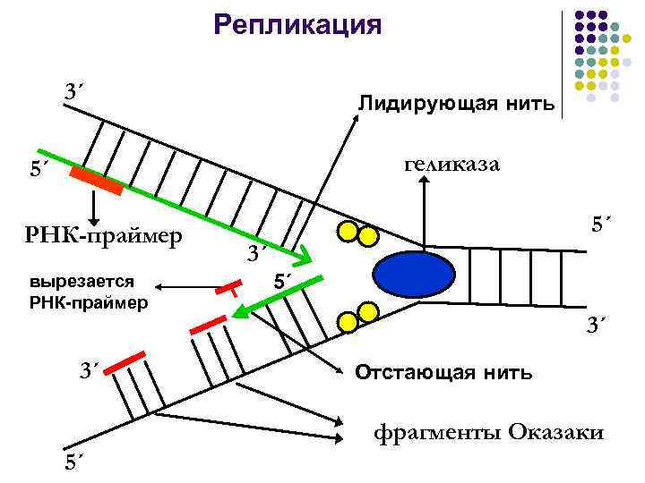 Схема репликации днк биохимия