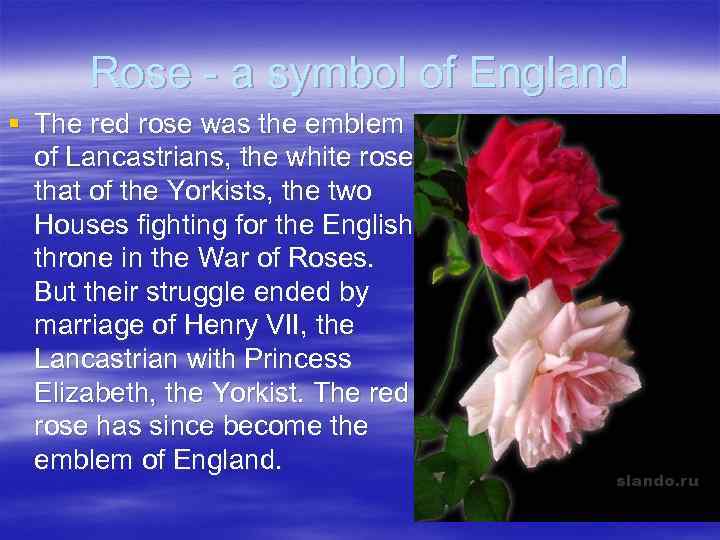 Rose - a symbol of England § The red rose was the emblem of