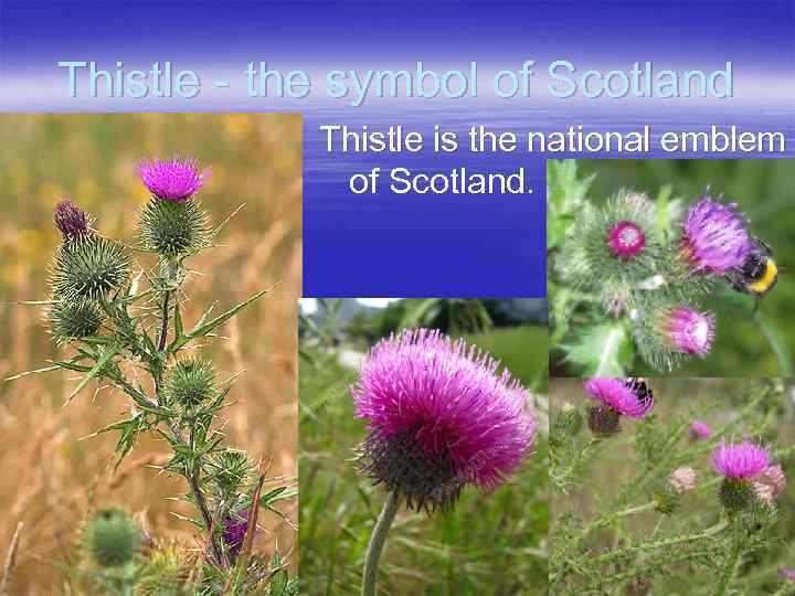 Thistle - the symbol of Scotland Thistle is the national emblem of Scotland. 