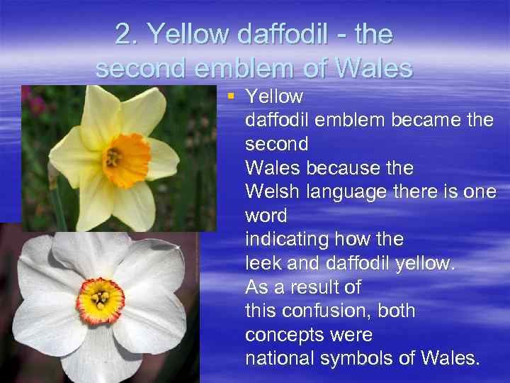 2. Yellow daffodil - the second emblem of Wales § Yellow daffodil emblem became