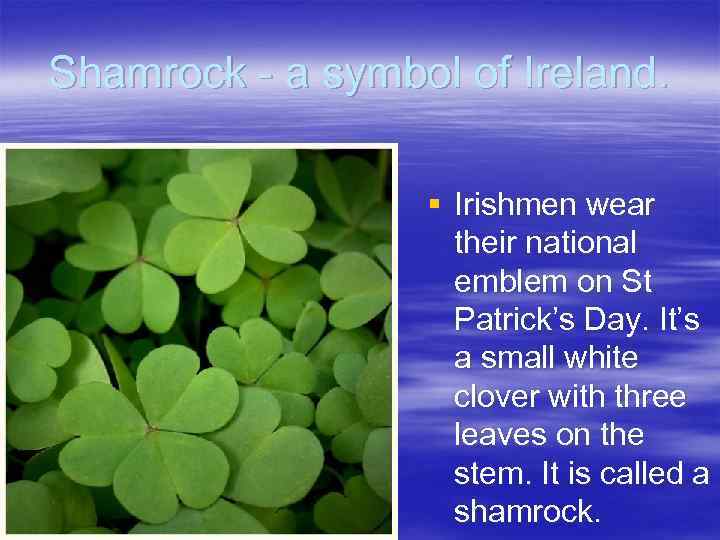 Shamrock - a symbol of Ireland. § Irishmen wear their national emblem on St