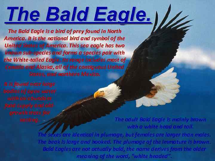 The Bald Eagle is a bird of prey found in North America. It is