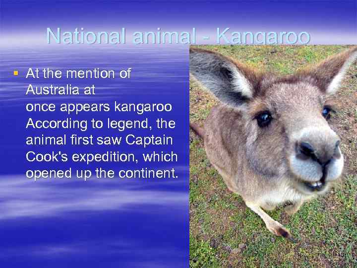 National animal - Kangaroo § At the mention of Australia at once appears kangaroo